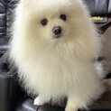 ポメラニアン３歳里親募集中