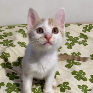 人馴れ抜群！ごはんも遊びも大好き★ポトフくん