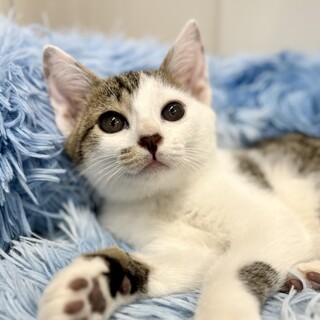 ななめ前髪がかわいいサバ白の男の子・3ヶ月♪