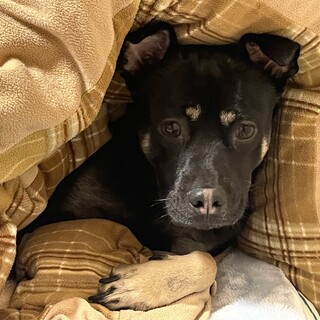 元野犬のハチくんの家族になってくれる方募集中です！