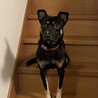 ハチくんの家族になってくれる方募集中です！ サムネイル2