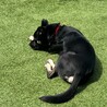 ハチくんの家族になってくれる方募集中です！ サムネイル4