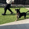 ハチくんの家族になってくれる方募集中です！ サムネイル5