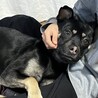 ハチくんの家族になってくれる方募集中です！ サムネイル6