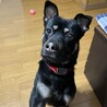 ハチくんの家族になってくれる方募集中です！ サムネイル7