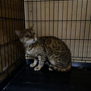 伊勢市！ベンガル！雄