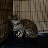 伊勢市！ベンガル！雄 サムネイル1