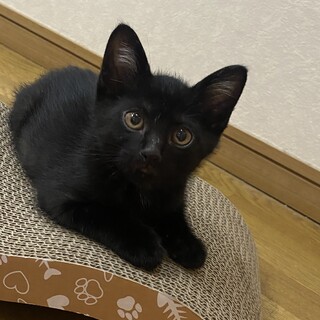 〈推定2.5ヶ月〉子猫の白黒猫ちゃん♪