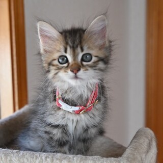 お姫様タイプで甘えん坊の❤︎ミアちゃん