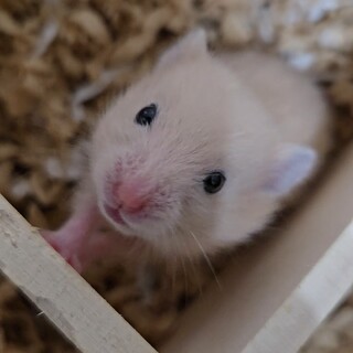 キンクマハムスターの赤ちゃん里親募集中