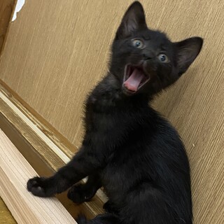 〈推定2.5ヶ月〉甘えん坊な黒猫ちゃん♪