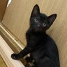 〈推定2.5ヶ月〉甘えん坊な黒猫ちゃん♪ サムネイル2