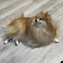 ポメラニアン５歳里親募集中