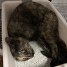 の写真