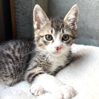 抱っこ大好き♪美男子・ショウ君・オス・キジ白