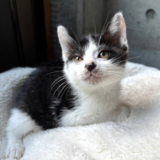 抱っこ大好き♪ハチワレ・あんちゃん・メス