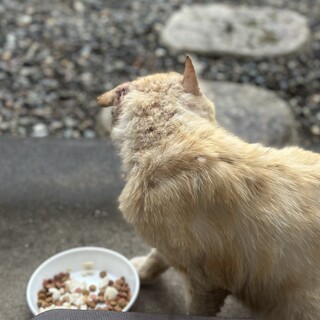 推定5歳 驚くほど人馴れした穏やかなボス猫君