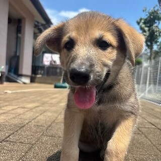 くろまめ　男の子