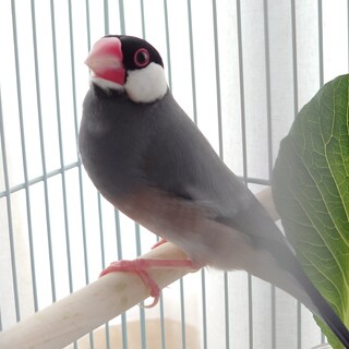 桜文鳥の若鳥