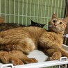 フレンドリー！丸顔の茶トラ『かぼす君』１歳 サムネイル3