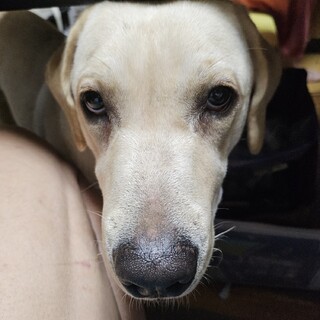 賢いラブラドールの女の子10ヵ月(血統書)