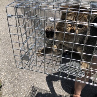 4月上旬生まれの女の子