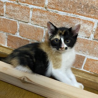 〈推定1-2ヶ月〉三毛猫チビちゃん♪