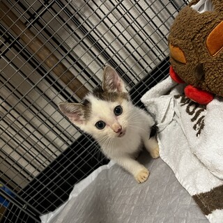 保護猫　子猫　オス　生後1ヶ月