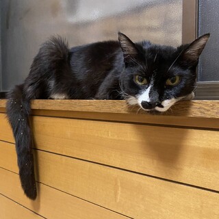 〈病気あり〉白黒猫　看取り募集