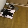 の写真