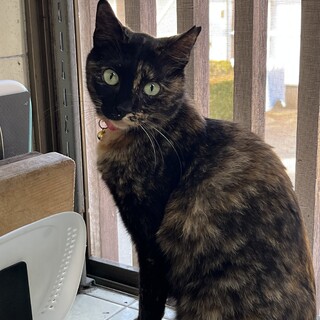 甘えん坊の美サビ❣️