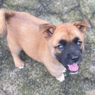 【保健所レスキュー】甘えん坊のハバネロくん