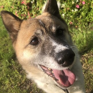 おやつ大好きで甘えん坊⭐︎ケンくん