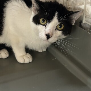 可愛いお顔の黒白ハチワレくん