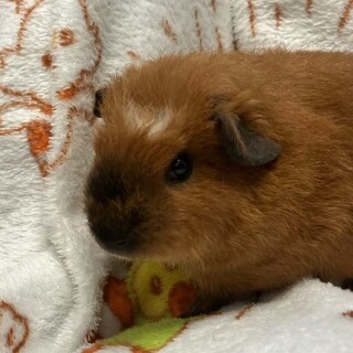 モルモット　女の子　引き取ってくれる方募集