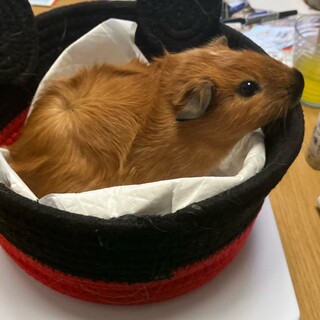 モルモット　女の子　引き取ってくださる方募集