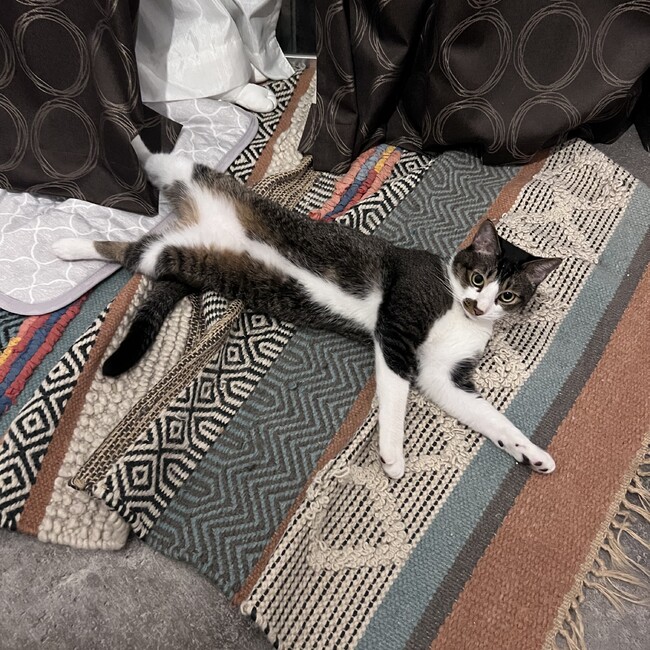 前野セキのカバー写真