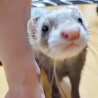 ルーシー