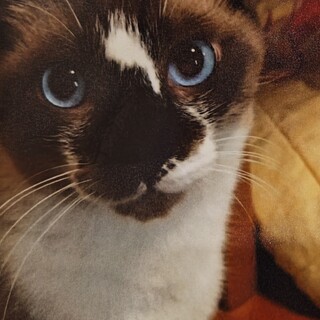 緊急　里親さん急募　人大好き❤元気なルー君♂