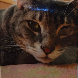 急募　里親さん急募　にーやん♂