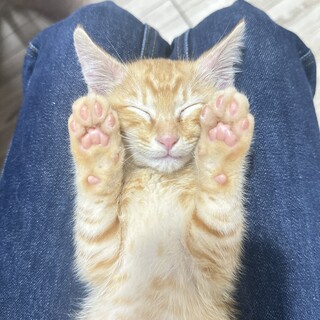 急募⭐︎茶トラ♂可愛くてお利口さんです。