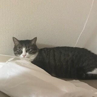 猫アレルギー悪化