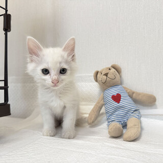 【長毛白猫くん】ふわふわ元気でかわいい生後２ヶ月