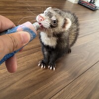 エル