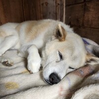 ポロ助