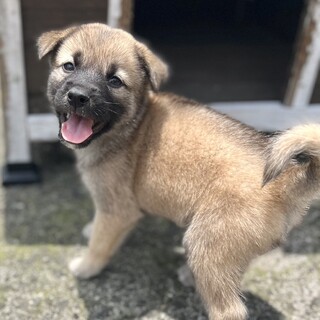 愛らしい笑顔が可愛い鼻黒のニョッキくん