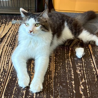 人慣れしています。のびるくん。