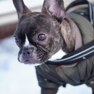 フレンチ・ブルドッグの保護犬里親募集情報 :: ペットのおうち