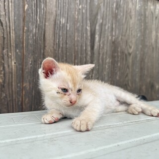 白茶猫の子猫です