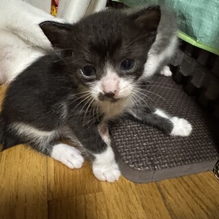 5月24日生まれの仔猫です